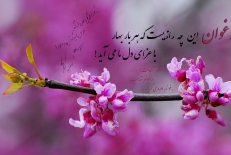 ارغوان 28 مرداد 93