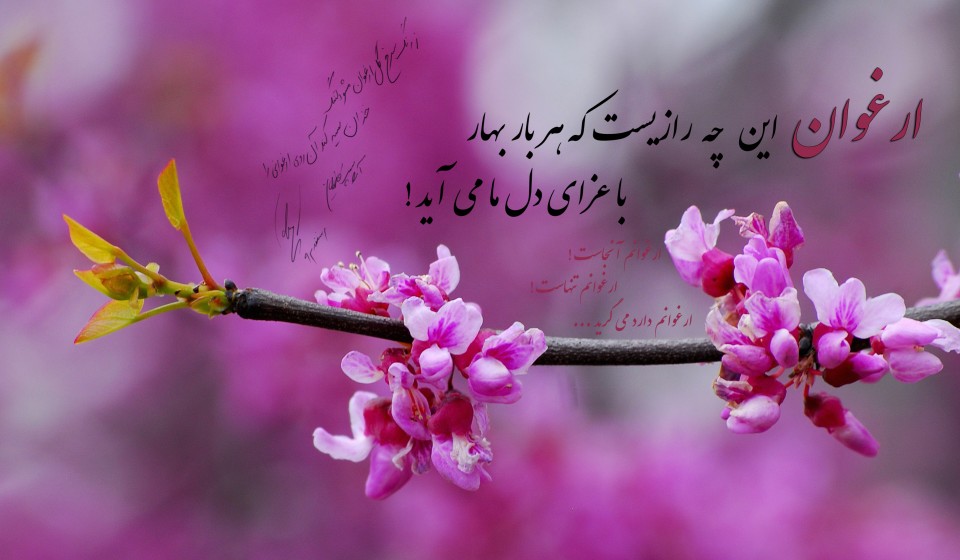 ارغوان این چه رازیست که هر بار بهار با عزای دل ما می آید